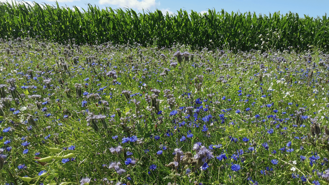 (2) HubSpot - Artikel topbillede 1146x644px (14)-1