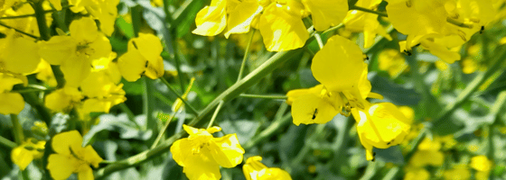 Overskriftsbillede (1)