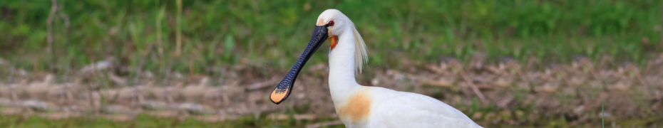 Skestork Markvandring