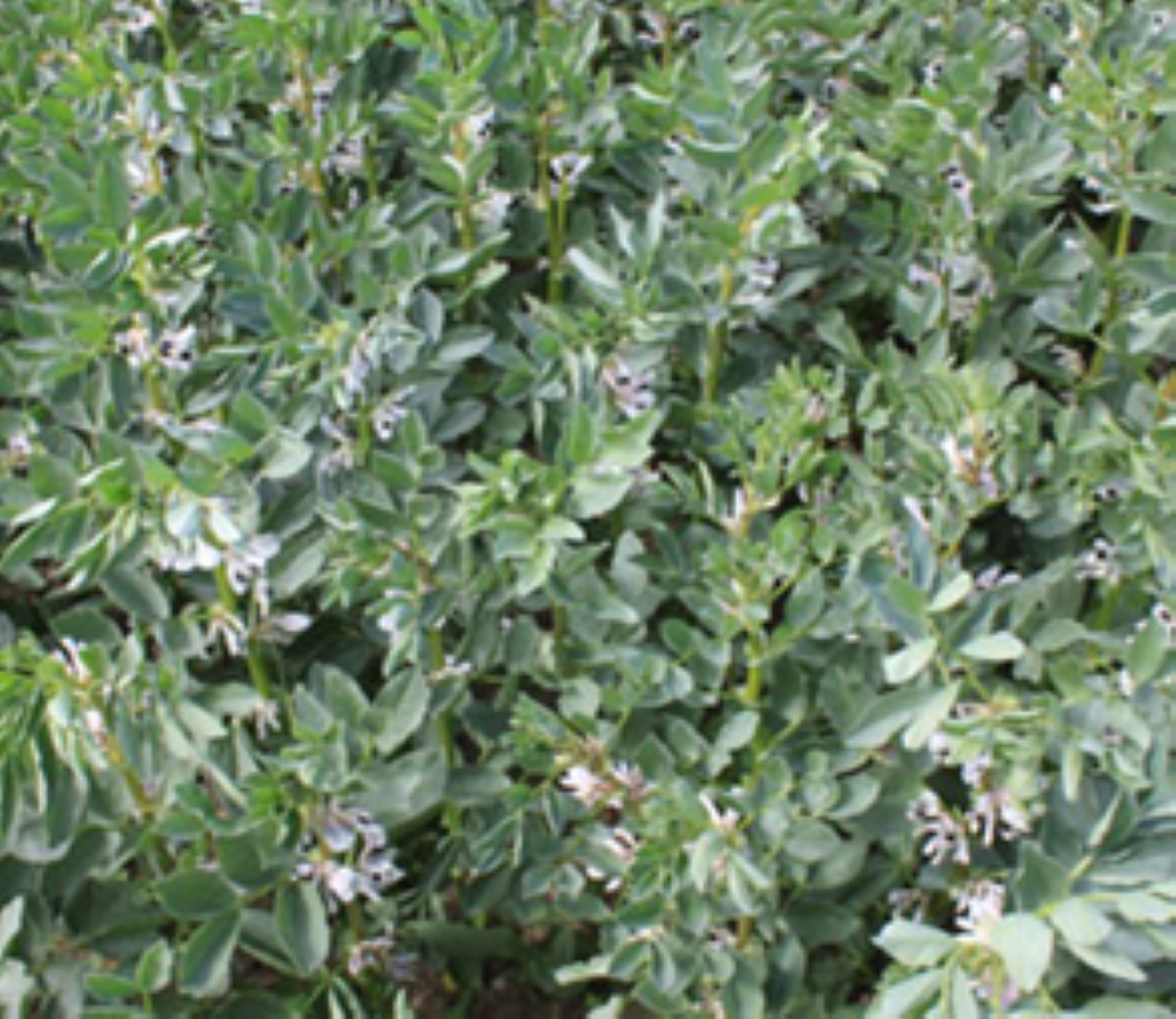 Hestebønner 60 planter