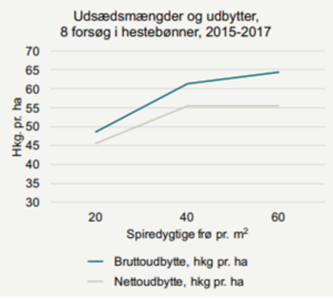hestebønner såmængde