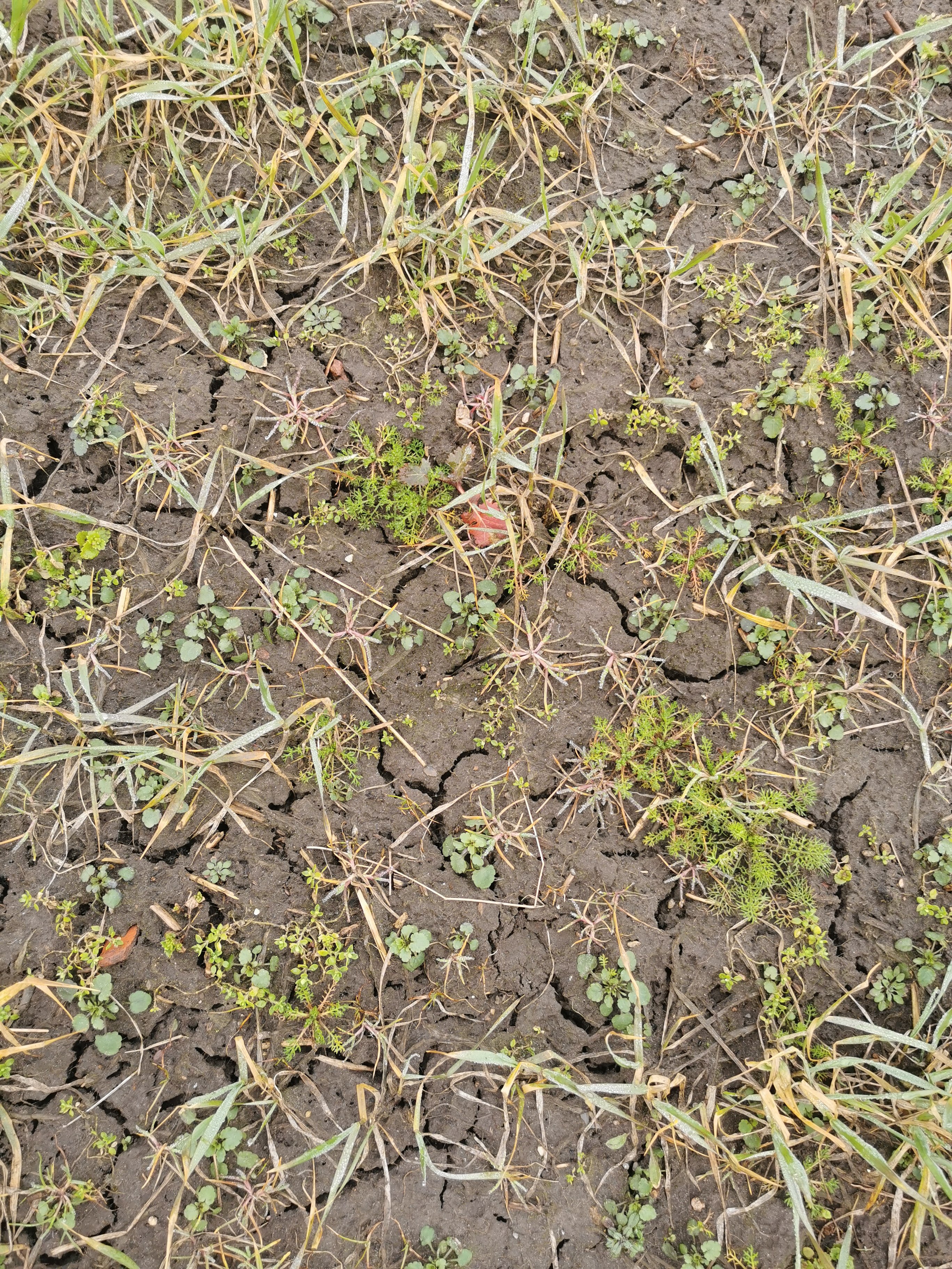 ukrudts vinterhvede. foto. sofie