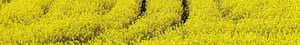 2000x300 Rapsmark med sprøjtespor