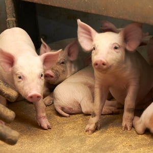 200009031_AgillixLandbrug_OKT_Artikel_Gris_Nyhed_Coverbillede_1200x1200px