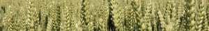 AgroMarkets Kornberegner
