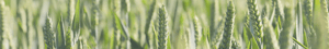 Agillix_Blogpost_Coverbillede (arrangement+nyhed)_2000x300px-2