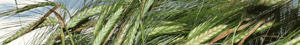 Kopi af Agillix_Blogpost_Coverbillede (arrangement+nyhed)_2000x300px-2