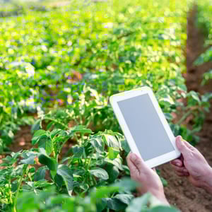 Pløjefri dyrkning og minimal jordbehandling 