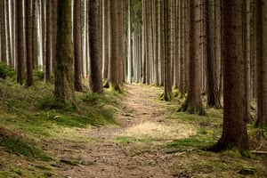 Skovdrift og planlægning