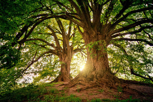 Screening af udvidelsesmuligheder