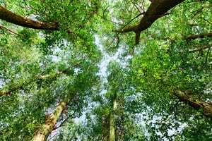 Naturpleje og tilskud