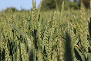 Vandindvinding og markvanding