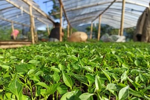 Regenerativt-landbrug