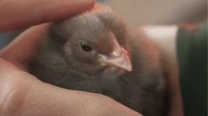 Kylling_Hjorring_Dyrskue