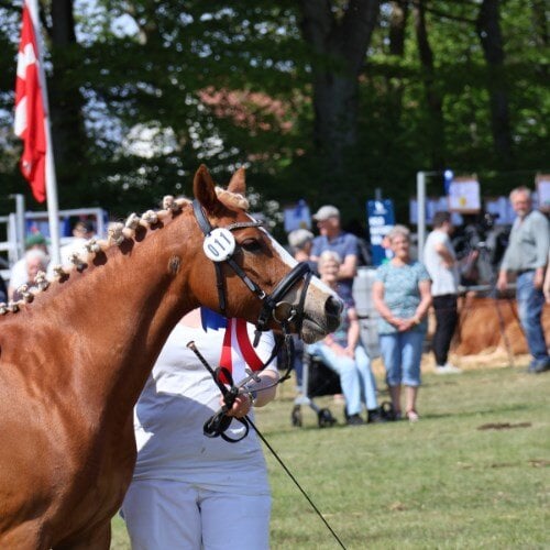 Fjerritslev Dyrskue - stemningsbilleder (4)