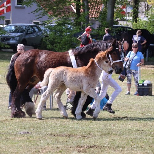 Fjerritslev Dyrskue - stemningsbilleder (8)