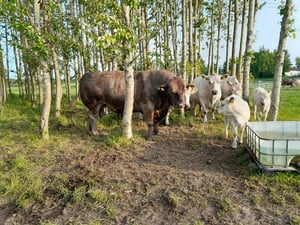 Grillaften og bagedyst 090725