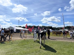 Hjørring Dyrskue