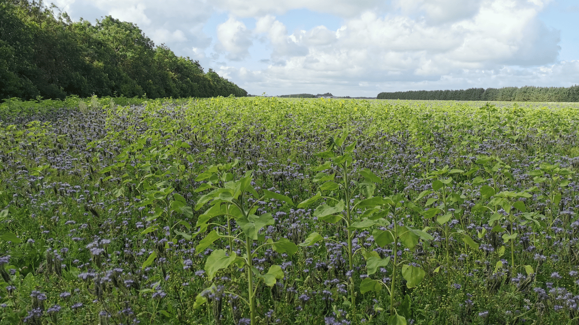 Kopi af Hubspot Artikel topbillede 1146x644px (2)