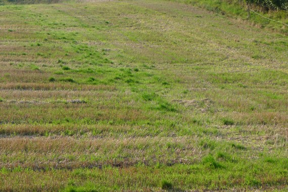 Spredning indenfor marken