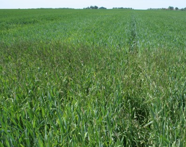 agerrævehale i vinterhvede