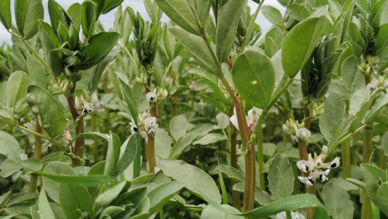 Ukrudt i hestebønner